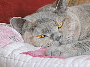 beautiful pedigree british shorthair cat sleeping and relaxing on bed