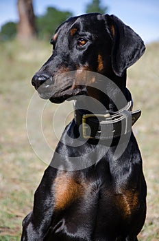 Beautiful pedigree male Dobermann