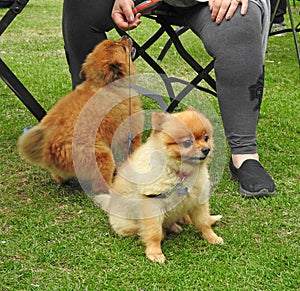 Beautiful pedigree pomeranians in the park