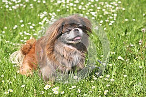 Beautiful Pekingese