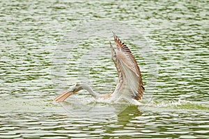 The beautiful Pelican catching the fish