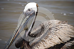Beautiful Pelican portrait photo