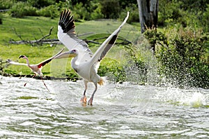 Beautiful Pelican's takeoff from water