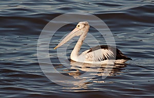 Beautiful pelican with water reflections