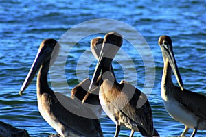 Beautiful Pelican wildlife Panama City Beach Florida USA