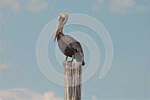 Beautiful Pelican wildlife Panama City Beach Florida USA