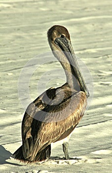Beautiful Pelican wildlife Panama City Beach Florida USA