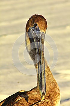 Beautiful Pelican wildlife Panama City Beach Florida USA