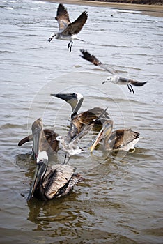 Beautiful pelicans and seagulls at shore photo