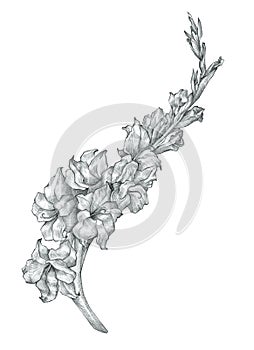 Beautiful pencil gladiolus flower drawing sketch illustration