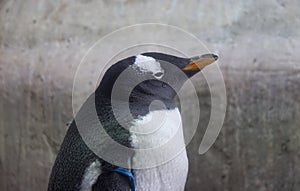 A beautiful penguin stands sideways in the sun, portrait