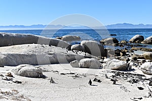 Beautiful penguins on blue Boulders Beach in Cape Town in South Africa
