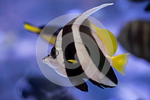 A beautiful pennant coralfish swims with other fish in the ocean