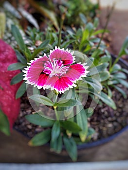 beautiful pentagon-shaped flowers, pink with a white pattern and a little black, naturally green