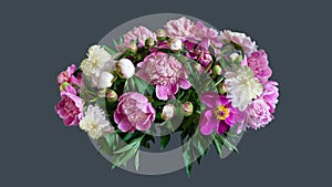 Beautiful peonies. bouquet composition of fresh pink and white peonies isolated grey. large and small peony buds for holiday