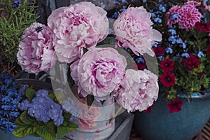 Beautiful peonies flowers in vase