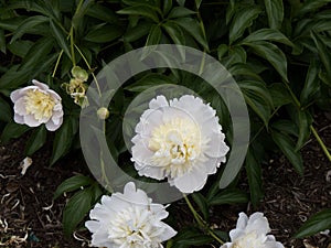 Beautiful peonies in the Garden of Mount Vernon