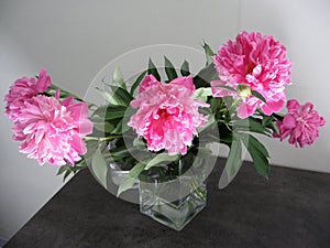 Beautiful peonies in a vase, vintage close up shot photo