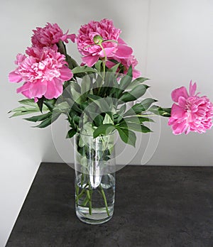 Beautiful peonies in a vase, vintage close up shot photo