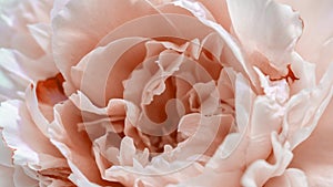 Beautiful Peony background. Blooming peony flower open, time lapse, close-up. Wedding backdrop, Valentine's Day