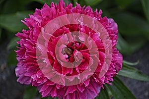 Beautiful Peony Flower in Burnley Lancashire