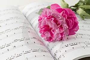 Beautiful peony flower lying on open music book. Summer romantic card. Music still life. Sheet music book background with copy