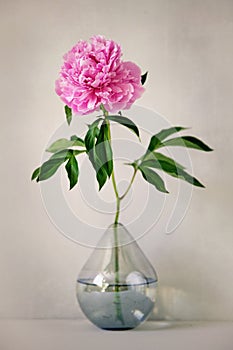 Beautiful peony in glass vase