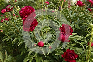 Beautiful peony plants with burgundy flowers