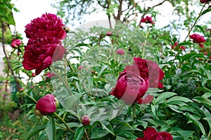 Beautiful peony plants with burgundy flowers and buds outdoors