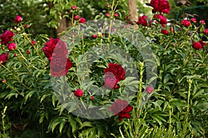 Beautiful peony plants with burgundy flowers outdoors on sunny day