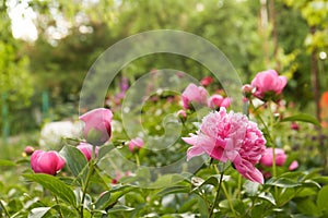 Beautiful peony plants with pink flowers and buds outdoors. Space for text