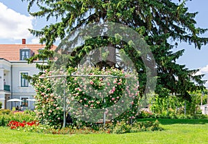 Beautiful pergola overgrown with climbing pink roses Eden in park