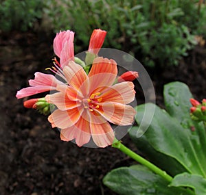 Beautiful permanent rock garden Lewisia