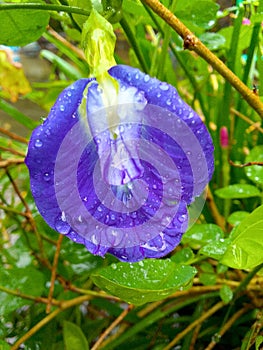 A beautiful perpel flower