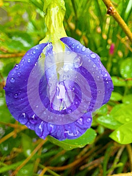A beautiful perpel flower