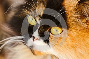 Beautiful Persian cat close-up.