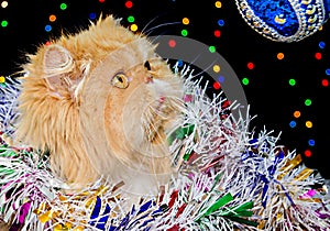 Beautiful persian cat with colored christmas tinsel in Christmas decor