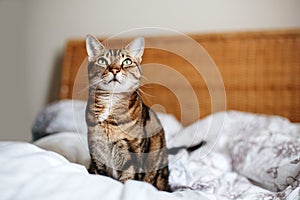 Beautiful pet cat sitting on a bed in bedroom at home looking up. Relaxing fluffy hairy striped domestic animal with green eyes.