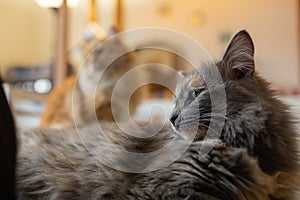 Beautiful pet cat sitting on table at home looking at camera. Relaxing fluffy hairy striped domestic animal.