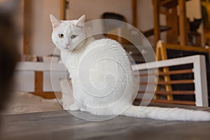 Beautiful pet cat sitting on table at home looking at camera. Relaxing fluffy hairy striped domestic animal.