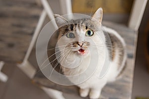 Beautiful pet cat sitting on table at home looking at camera. Relaxing fluffy hairy striped domestic animal.