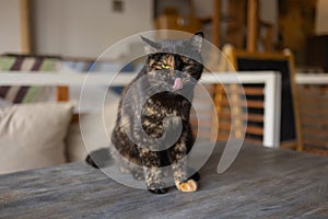 Beautiful pet cat sitting on table at home looking at camera. Relaxing fluffy hairy striped domestic animal.