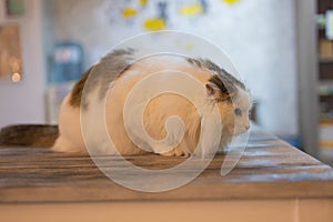 Beautiful pet cat sitting on table at home looking at camera. Relaxing fluffy hairy striped domestic animal.