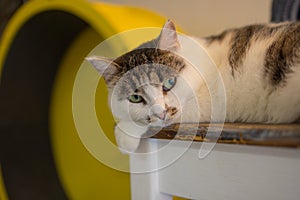 Beautiful pet cat sitting on table at home looking at camera. Relaxing fluffy hairy striped domestic animal.