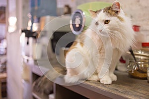 Beautiful pet cat sitting on table at home looking at camera. Relaxing fluffy hairy striped domestic animal.