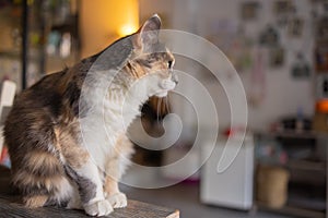 Beautiful pet cat sitting on table at home looking at camera. Relaxing fluffy hairy striped domestic animal.