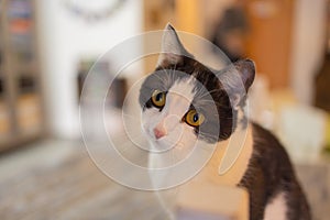 Beautiful pet cat sitting on table at home looking at camera. Relaxing fluffy hairy striped domestic animal.