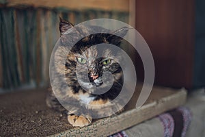 Beautiful pet cat sitting on table at home looking at camera. Relaxing fluffy hairy striped domestic animal with green