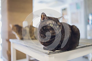 Beautiful pet cat sitting on table at home looking at camera. Relaxing fluffy hairy striped domestic animal with green