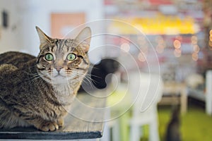 Beautiful pet cat sitting on table at home looking at camera. Relaxing fluffy hairy striped domestic animal with green